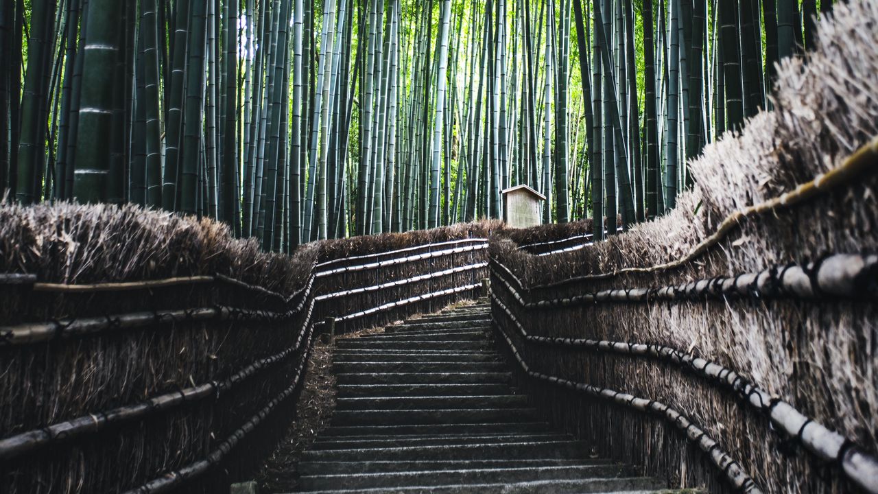 Wallpaper ladder, forest, bamboo, trees