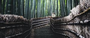 Preview wallpaper ladder, forest, bamboo, trees