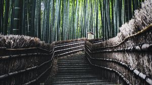 Preview wallpaper ladder, forest, bamboo, trees