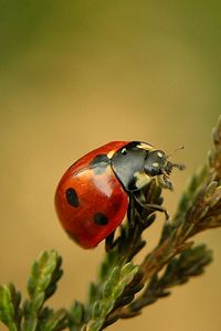 Preview wallpaper ladybird, branch, crawl, close-up