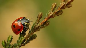 Preview wallpaper ladybird, branch, crawl, close-up