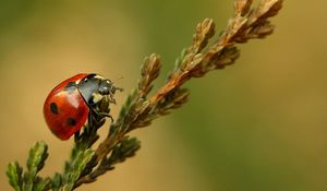 Preview wallpaper ladybird, branch, crawl, close-up