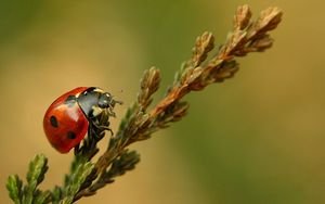 Preview wallpaper ladybird, branch, crawl, close-up