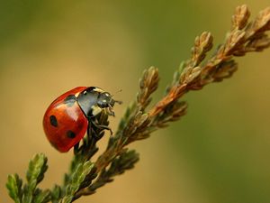 Preview wallpaper ladybird, branch, crawl, close-up