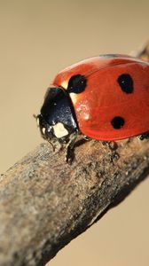 Preview wallpaper ladybird, branch, insect