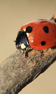 Preview wallpaper ladybird, branch, insect