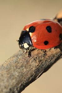 Preview wallpaper ladybird, branch, insect