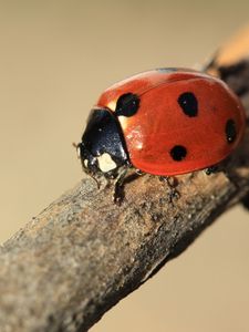 Preview wallpaper ladybird, branch, insect