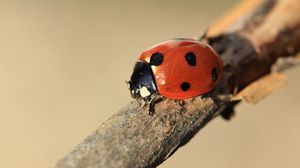 Preview wallpaper ladybird, branch, insect