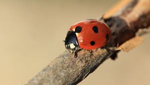 Preview wallpaper ladybird, branch, insect