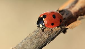 Preview wallpaper ladybird, branch, insect