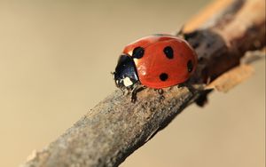 Preview wallpaper ladybird, branch, insect