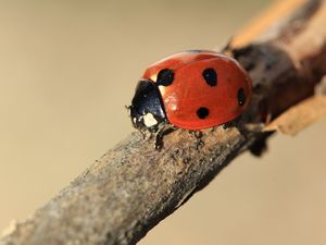 Preview wallpaper ladybird, branch, insect