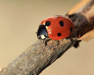 Preview wallpaper ladybird, branch, insect