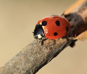 Preview wallpaper ladybird, branch, insect