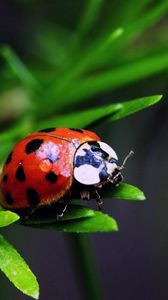 Preview wallpaper ladybird, color, stains, grass, leaves