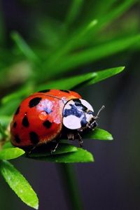 Preview wallpaper ladybird, color, stains, grass, leaves