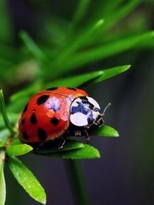 Preview wallpaper ladybird, color, stains, grass, leaves