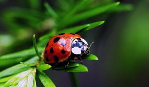 Preview wallpaper ladybird, color, stains, grass, leaves