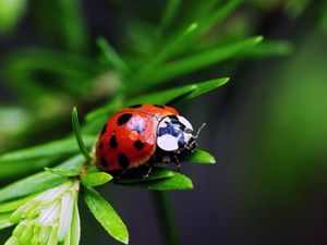 Preview wallpaper ladybird, color, stains, grass, leaves