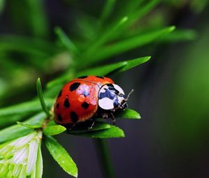 Preview wallpaper ladybird, color, stains, grass, leaves