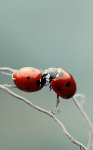 Preview wallpaper ladybird, couple, kissing, plant, branch