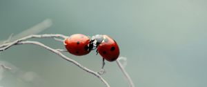 Preview wallpaper ladybird, couple, kissing, plant, branch