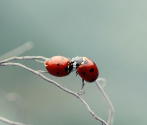 Preview wallpaper ladybird, couple, kissing, plant, branch