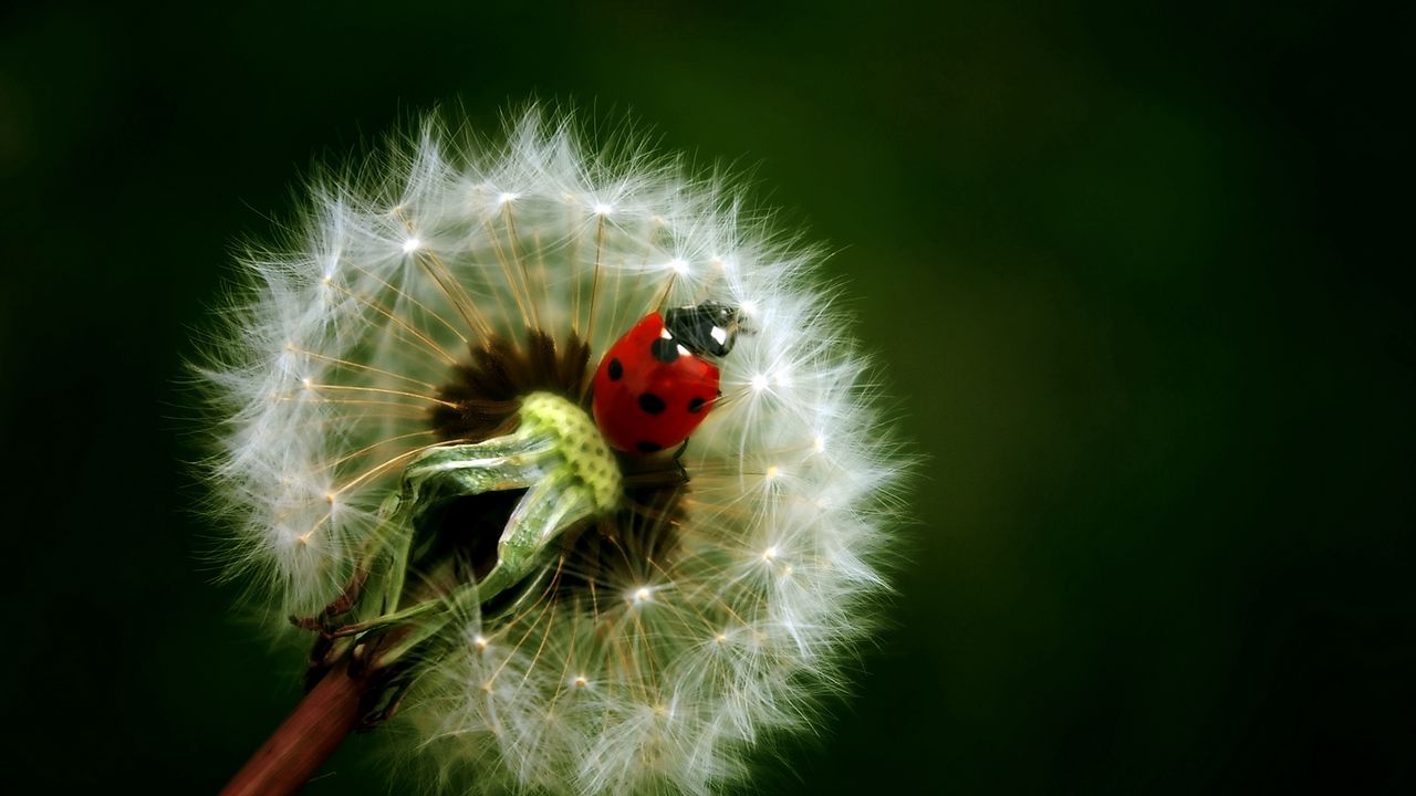 Wallpaper ladybird, dandelion, crawling, insect