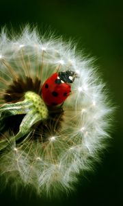 Preview wallpaper ladybird, dandelion, crawling, insect