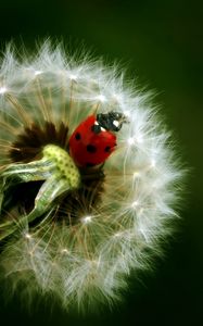 Preview wallpaper ladybird, dandelion, crawling, insect