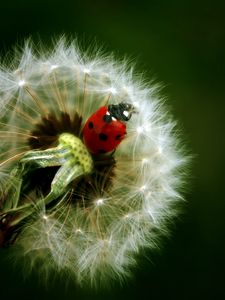 Preview wallpaper ladybird, dandelion, crawling, insect