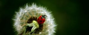 Preview wallpaper ladybird, dandelion, crawling, insect