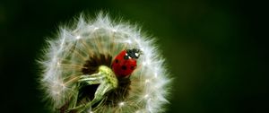 Preview wallpaper ladybird, dandelion, crawling, insect