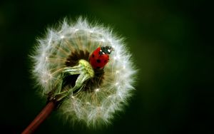 Preview wallpaper ladybird, dandelion, crawling, insect