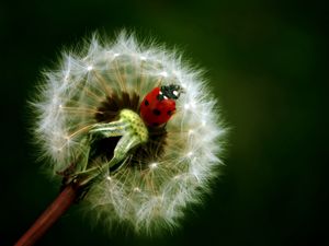 Preview wallpaper ladybird, dandelion, crawling, insect