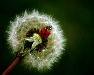 Preview wallpaper ladybird, dandelion, crawling, insect