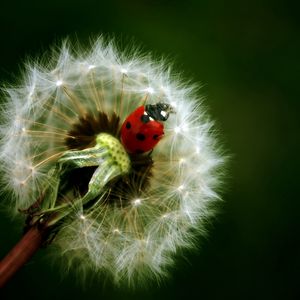 Preview wallpaper ladybird, dandelion, crawling, insect