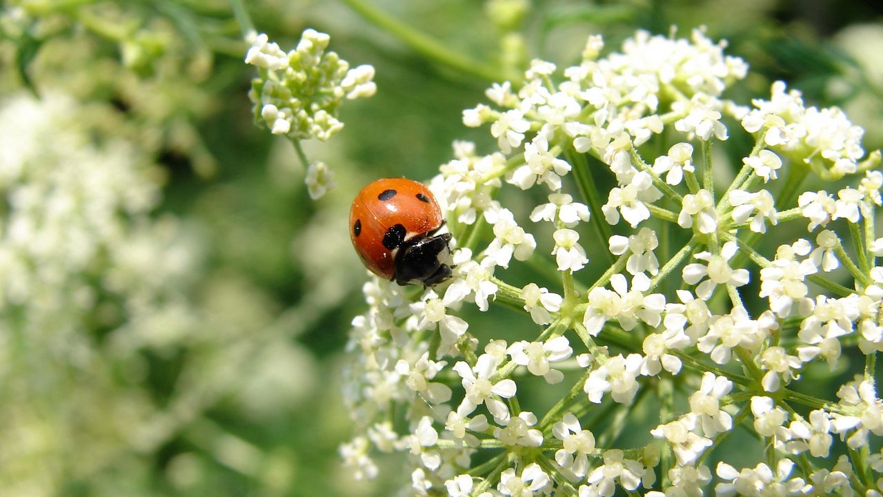 Wallpaper ladybird, flower, bright