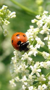 Preview wallpaper ladybird, flower, bright