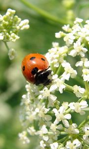 Preview wallpaper ladybird, flower, bright