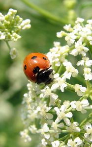 Preview wallpaper ladybird, flower, bright