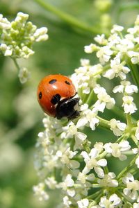 Preview wallpaper ladybird, flower, bright