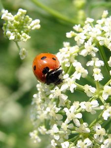 Preview wallpaper ladybird, flower, bright