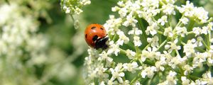 Preview wallpaper ladybird, flower, bright