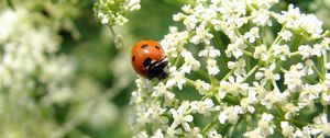 Preview wallpaper ladybird, flower, bright