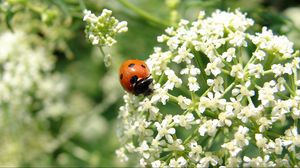 Preview wallpaper ladybird, flower, bright