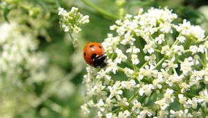 Preview wallpaper ladybird, flower, bright