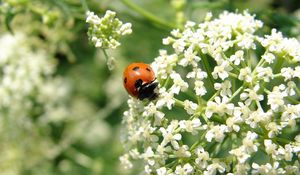 Preview wallpaper ladybird, flower, bright