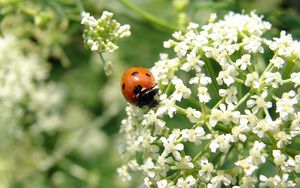 Preview wallpaper ladybird, flower, bright